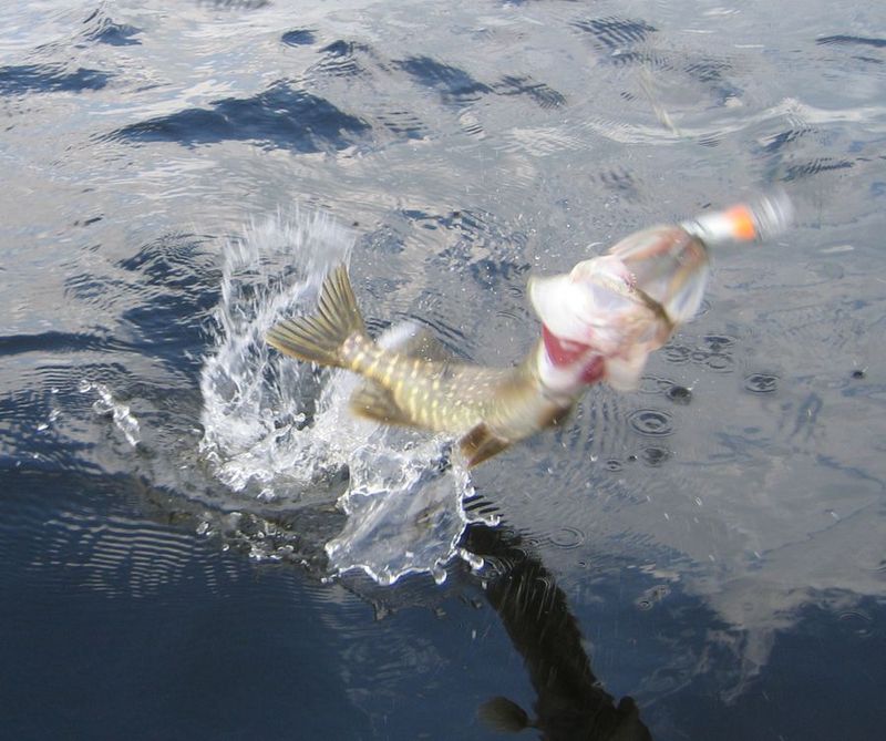 La Quimperloise - Pêche saumons et carnassiers - Flying C lure