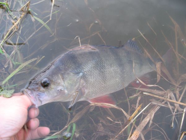 Release d'une perche de l'Aulne