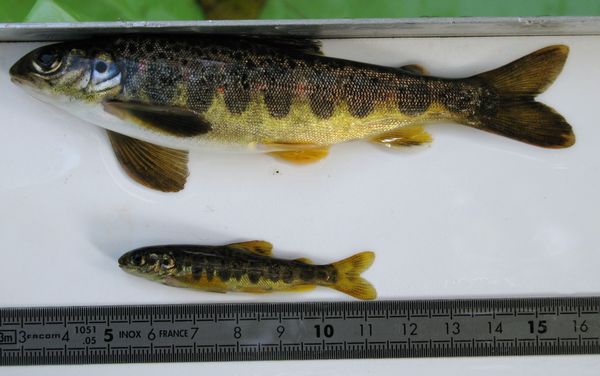 Au toc, à la mouche naturelle - Peche et Poissons  Carnassiers, carpe,  truite, mer, coup… Toute l'actu de la pêche