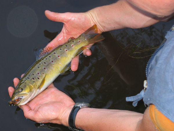 La truite à la cuiller - Association Régionale de Pêche et de