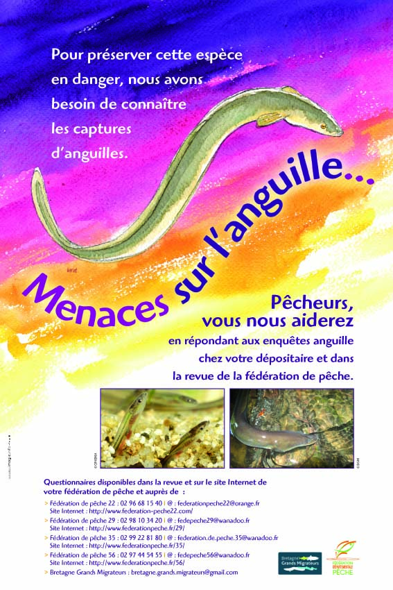 Enquête anguille