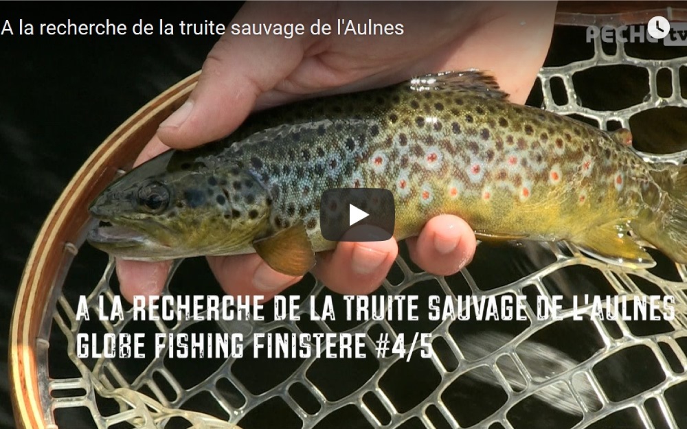 Truites, brochets, continuité écologique... Toute la diversité de la pêche et de nos missions